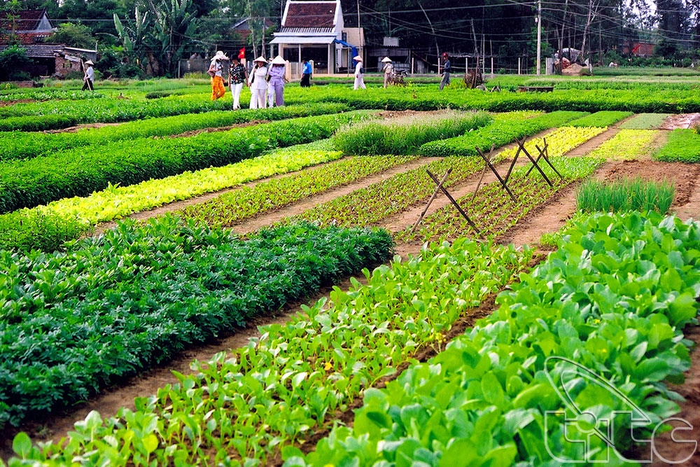 TRADITIONAL HANDICRAFT VILLAGES IN 1 TOUR (Thanh Ha Pottery - Kim Bong Carpentry - Tra Que Vegetable Villages)